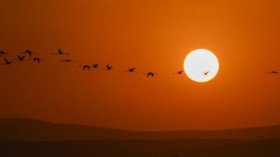 Van Gölü Havzası'nda konaklayan flamingolardan görsel şölen