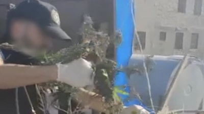 İzmir'de iş yeri çatısında kenevir yetiştiren 3 şüpheliye gözaltı