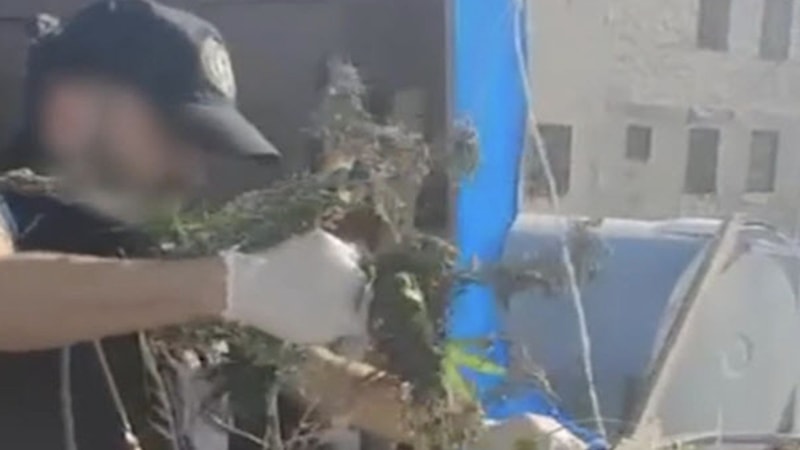 İzmir'de iş yeri çatısında kenevir yetiştiren 3 şüpheliye gözaltı