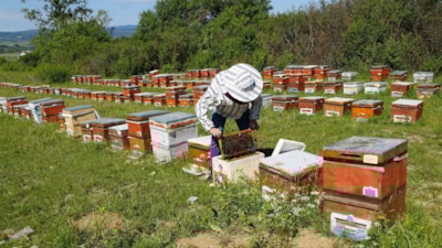 Kastamonu’da kestane balı üretim sezonu bitti: Verim düştü