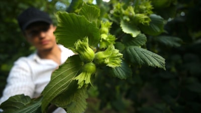 Bu yıl fındıkta 453 bin ton rekorlte bekleniyor