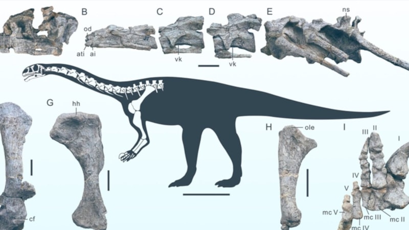 Çin'in Yunnan kentinde yeni bir dinozor türüne rastlandı