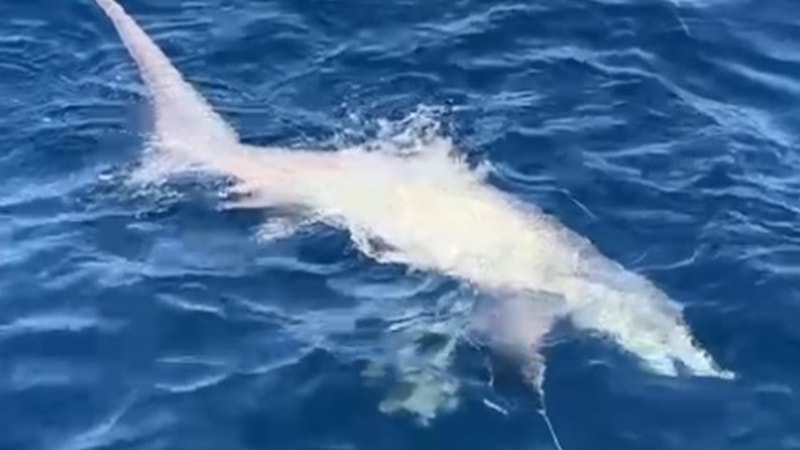 Çanakkale'de balıkçıların ağına 6 metrelik köpek balığı takıldı