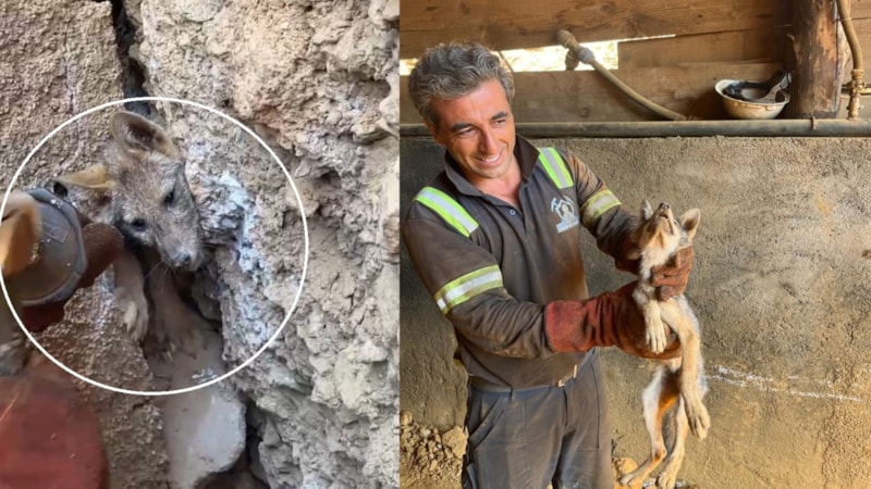 Hakkari'de kaya çatlağına sıkışan tilkiyi işçiler kurtardı