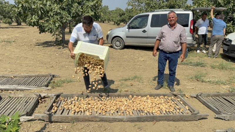 Aydın'da sezonun ilk kuru incirinin kilosu 400 liradan alıcı buldu