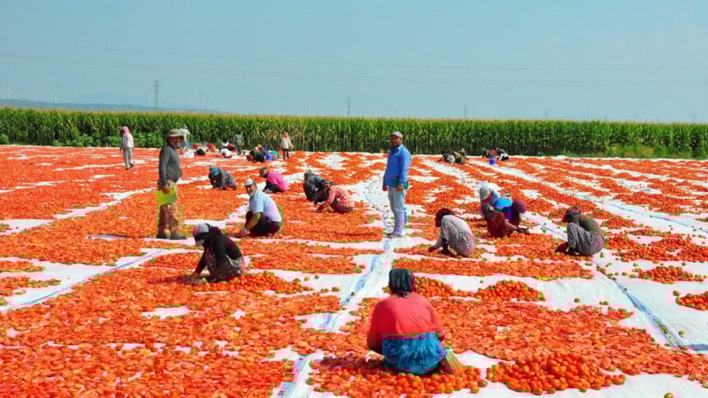 Manisa'da kurutulan domatesler Avrupa ülkelerine ihraç ediliyor