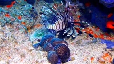 Hem istilacı hem zehirli! O ilin denizlerinde ortaya çıktı