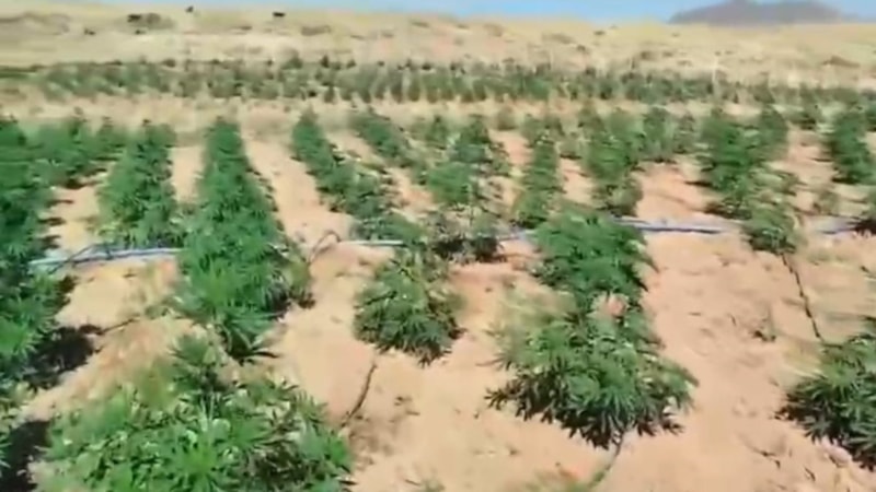 Bingöl’de 5 farklı noktada 23 bin kök kenevir bitkisi ele geçirildi