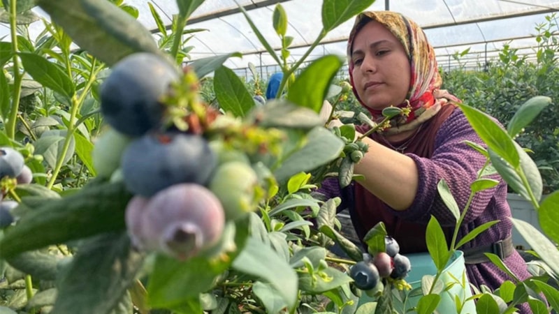 Karadeniz’de mor altın hasadı başladı! Üreten köşeyi dönüyor, kilosu 500 TL’den satılıyor