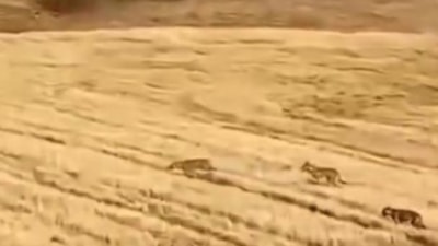 Muş'ta çoban ve köpeklerin, kurtları kaçırdığı anlar