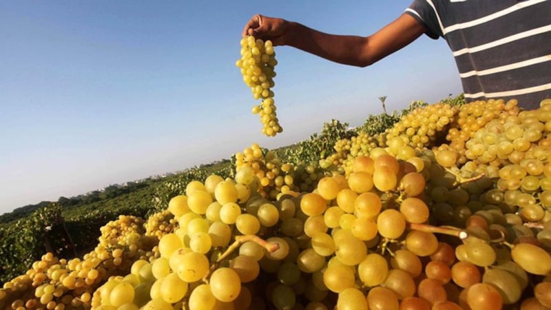 İsrail Gazze'de meyve bahçelerini hedef aldı