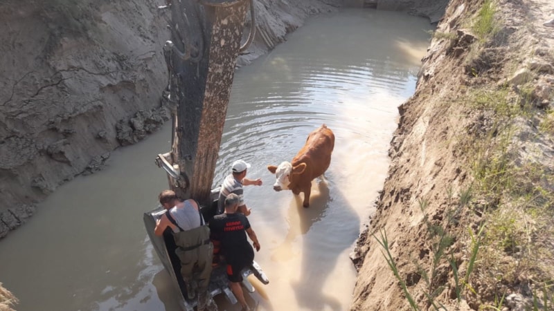 Tokat'ta gölete düşen inekler kepçe ile kurtarıldı