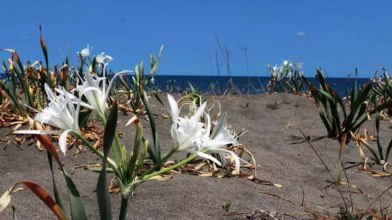 Tek bir dalı bile servet değerinde: Bedeli 380 bin TL