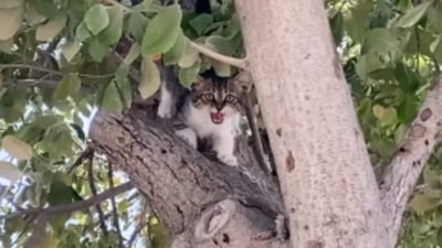 Hatay'da ağaçta mahsur kalan yavru kediyi vatandaş kurtardı