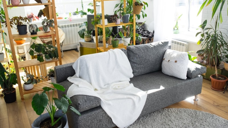 Bu bitkileri evinizde bulundurmayın: Zehirliyor