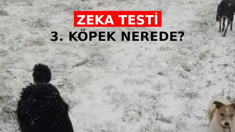 Zeka testi: 7 saniyede 3. köpeği bulan, dahi sayılıyor