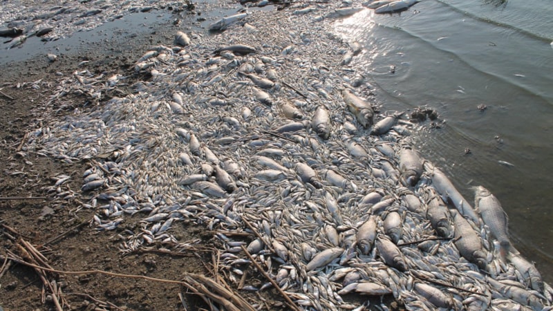 Manyas Gölü'nde ağlara ölü balıklar takıldı: İnceleme başlatıldı