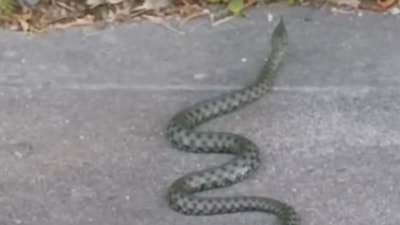 Kars'ta caddede görülen yeşil yılan korkuttu