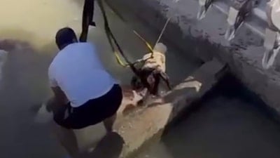 Iğdır'da su kanalına düşen dana, iş makinesiyle kurtarıldı