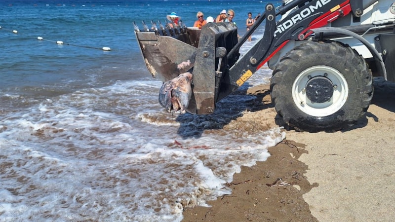 Muğla'da ölü yunus sahile vurdu: Turistler şoke oldu