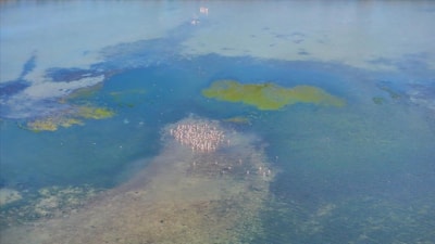 Sıcaklıklar artınca istilacı yosunlar kıtaları aştı