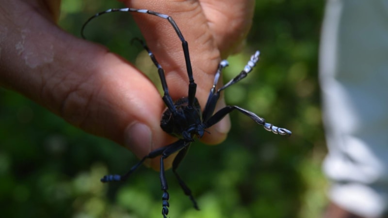 Trabzon'da turunçgil uzun antenli böceği ile mücadele için bahçeler sökülüyor