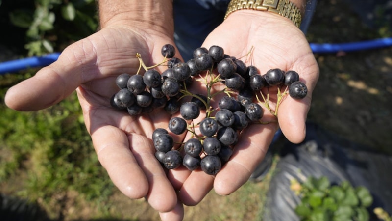 Gümüşhane’de 'süper meyve' aronya yüksek verime ulaştı