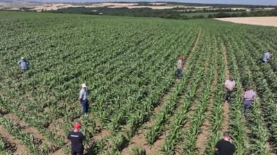 Edirne’de hasat başladı: 1 damla suya ihtiyaç duymadan yetiyor, eken köşeyi dönüyor