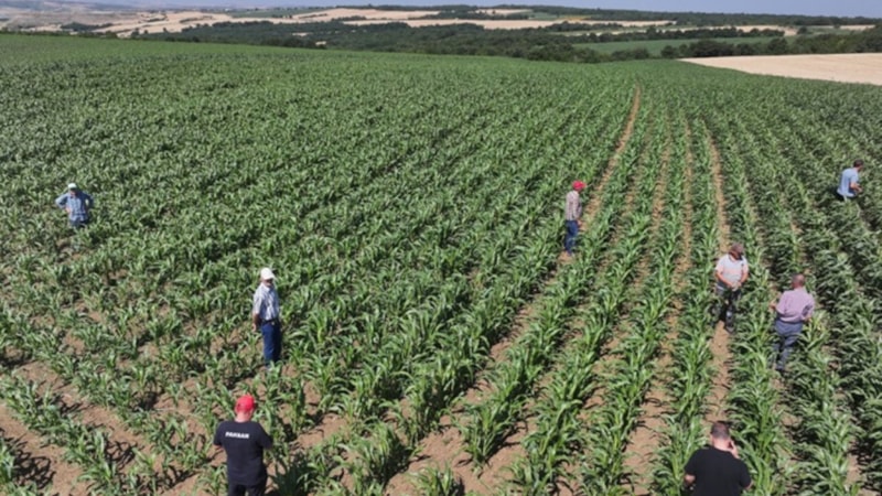 Edirne’de hasat başladı: 1 damla suya ihtiyaç duymadan yetiyor, eken köşeyi dönüyor