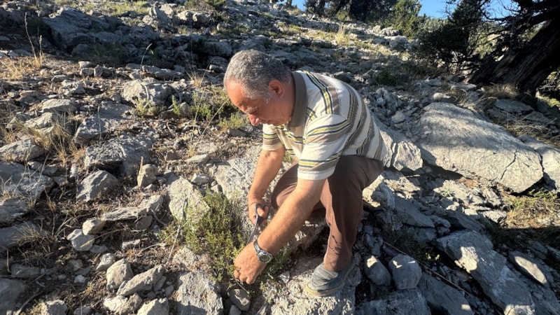 Antalya'nın gözdesi şifalı taş kekiği
