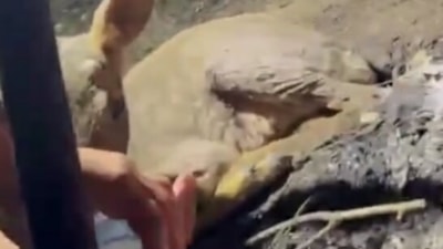 Çanakkale'de, yangın bölgesinde yaralı ceylana elleriyle su verdi