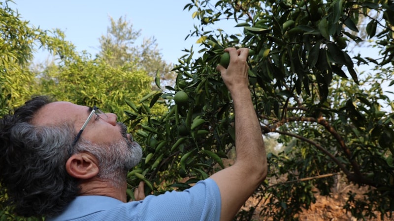 Adana'da kuraklık narenciye bahçelerini tehdit ediyor