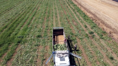 Tekirdağ'da Türkmenli Göleti'nde su seviyesi düştü: Karpuz ekimi azaldı