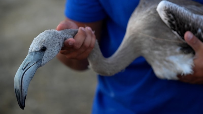 İzmir'deki 650 yavru flamingo halkalandı