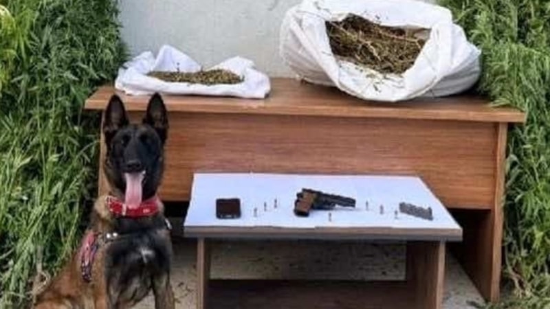 Erzincan'da 204 kök kenevir bitkisi ele geçirildi