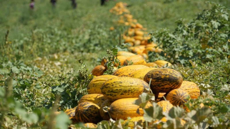 Kırıkkale’de zorlu hasat başladı! Taleplere yetişilmiyor, pazarda kapış kapış gidiyor