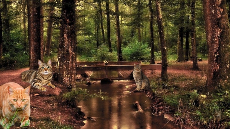 Dikkat testi: Resimdeki 4. kediyi bulan, zekasını kanıtlıyor