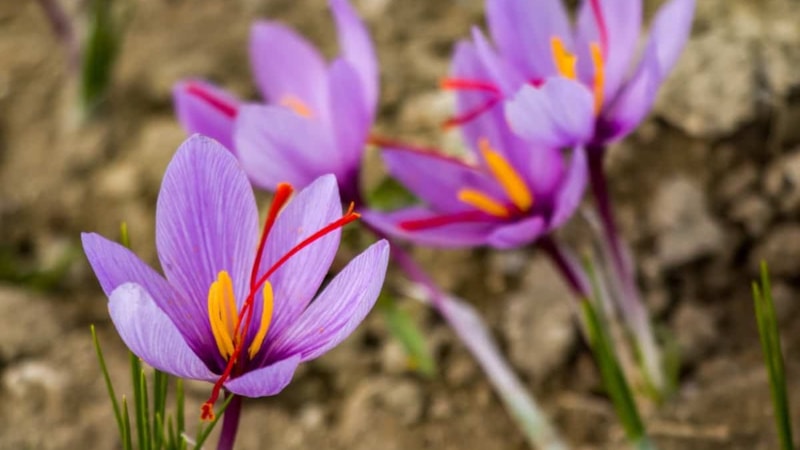 Çiçek deyip geçmeyin: Bu çiçekleri üreten köşeyi dönüyor! Koleksiyonerler harıl harıl arıyor