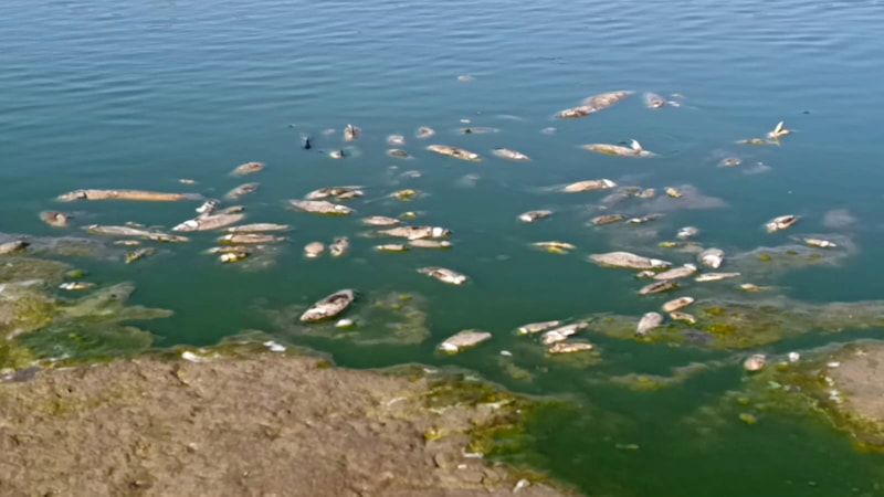 Gaziantep'te barajda su seviyesi düştü: Balıklar telef oldu