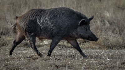 ABD'de mavi domuz eti yetkilileri harekete geçirdi: Eti yemeyin