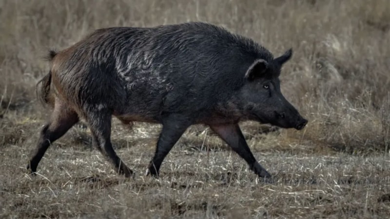 ABD'de mavi domuz eti yetkilileri harekete geçirdi: Eti yemeyin