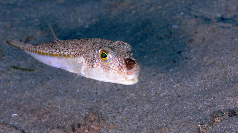 Balon balığı, Antalya kıyılarında yerli türlerin yerini alıyor
