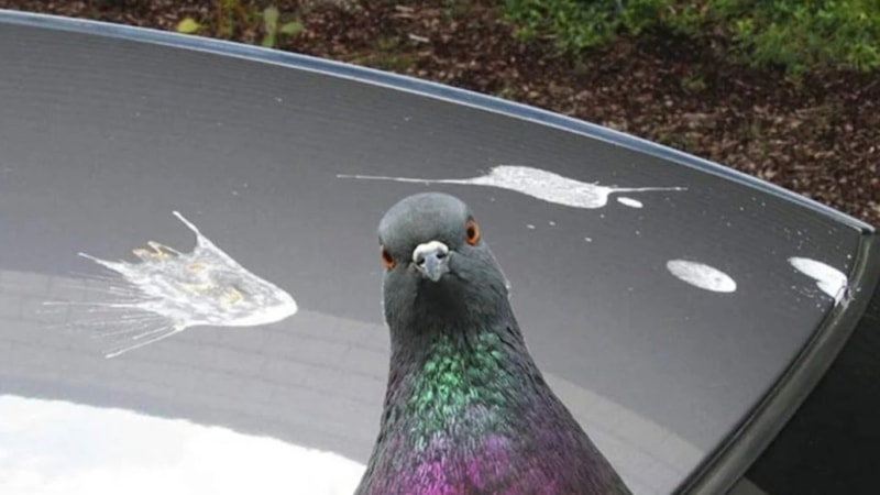 Kuşların arabanıza pislemesinin gerçek anlamı buymuş! İlk kez duyacaksınız...