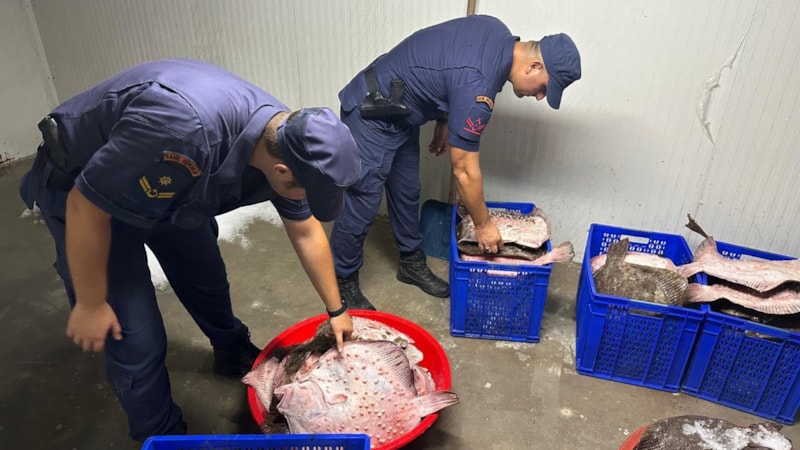 Zonguldak'ta kaçak avlanan 114 kalkan balığı ele geçirildi