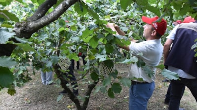 Trabzon’da örnek fındık bahçesinde Dünya Fındık Haftası coşkusu