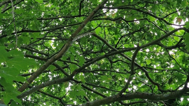 Zeka testi: Deneyenlerin %98’i gizli papağanı bulamıyor