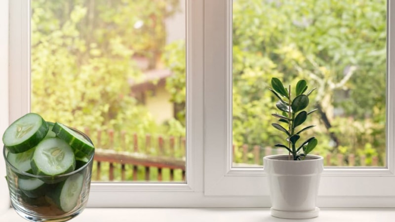 Sırbistan’da pencere önlerine salatalık dizilmesinin nedeni bakın neymiş…