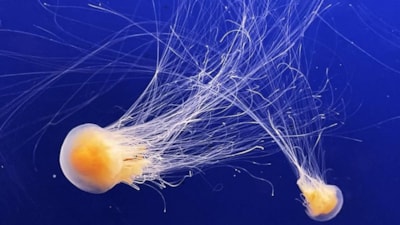 Fransa'da nükleer denizanası alarmı: Dört reaktör kapatıldı