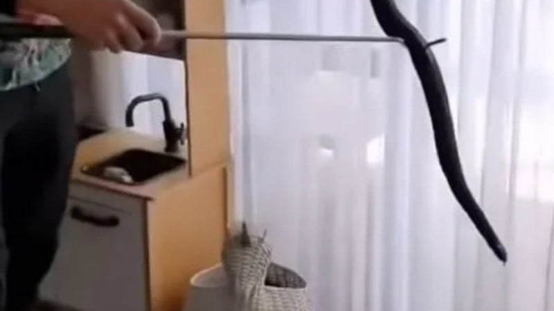 Avustralya'da oyuncak sepetinden yılan çıktı