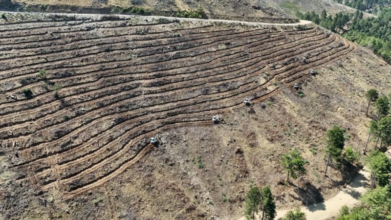 Denizli'de yanan bölgeleri ağaçlandırma çalışmaları sürüyor